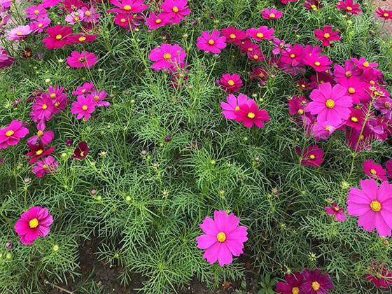 张家港鲜花布置|设计绿化办公室